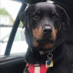 Meet your Posher, Carmella